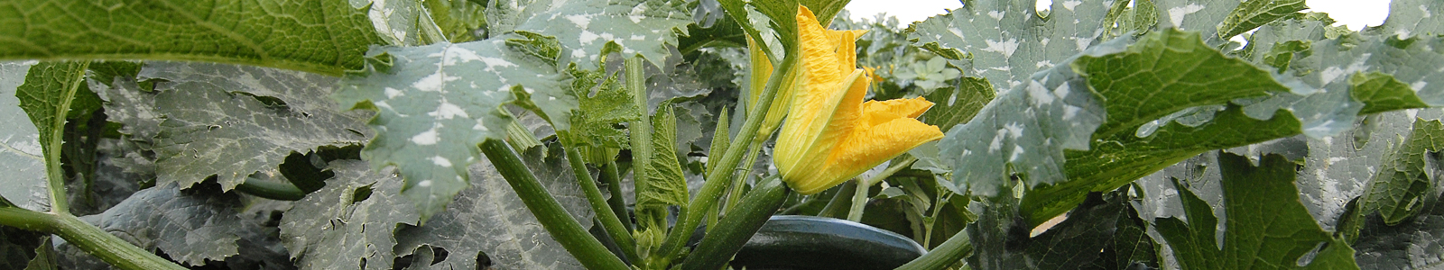 Zuchiniblüte mit Zuchini ©Feuerbach